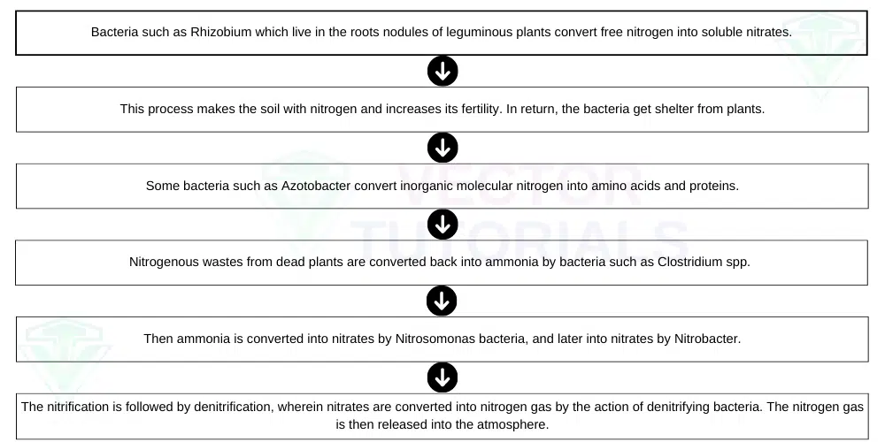 Biological-Nitrogen-Fixation-by-Bacteria