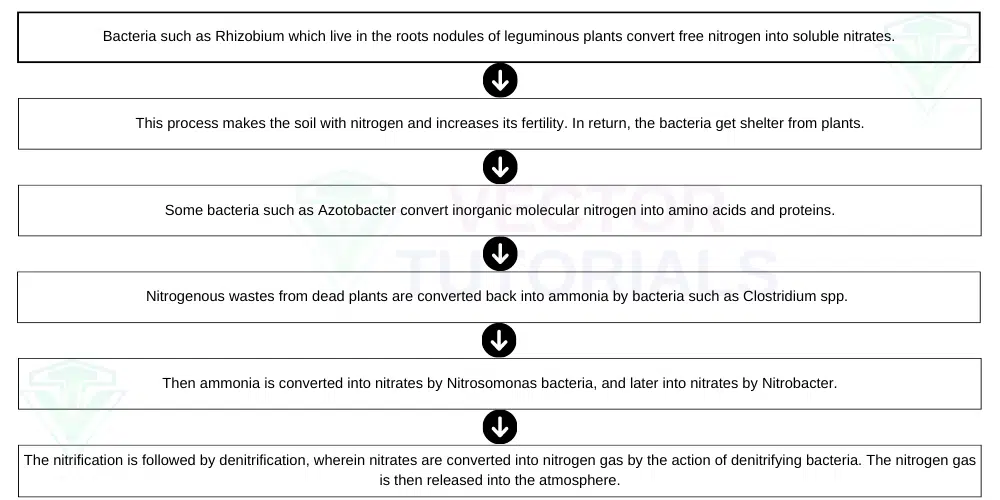 Biological-Nitrogen-Fixation-By-Bacteria