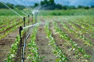 Irrigation in Crop Production and Management