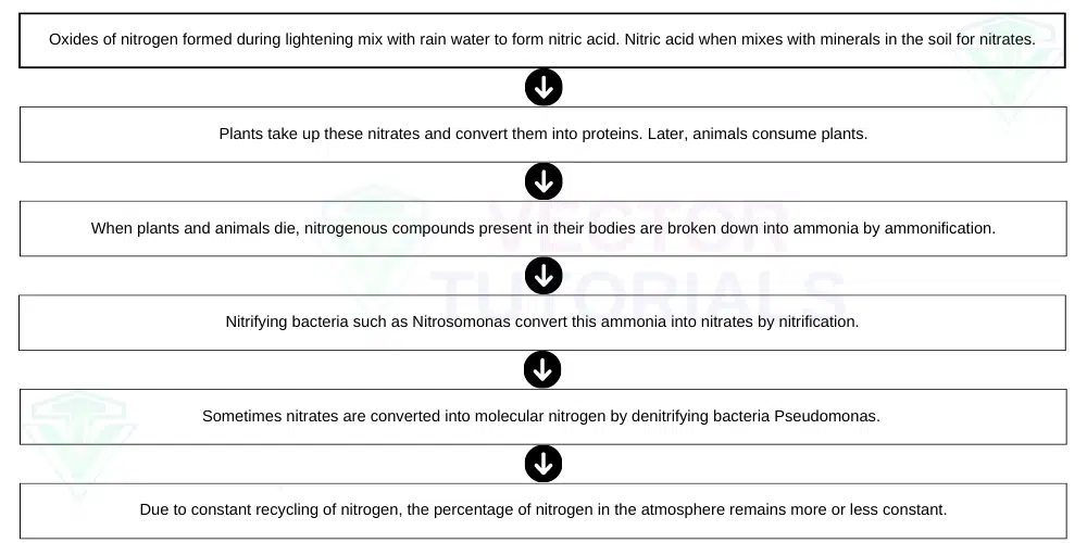 Nitrogen Fixation During Lightening