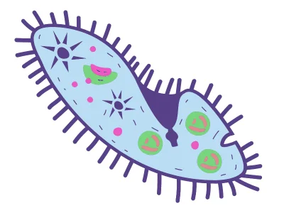 Protozoa